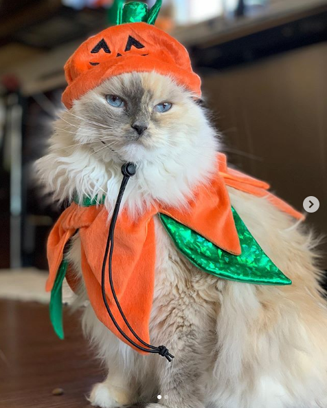 30 Animals Dressed Up — Pets In Halloween Costumes