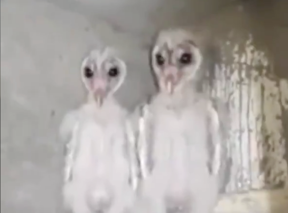 Viral Owl Video 2019 Owls Without Feathers Facts About Owls