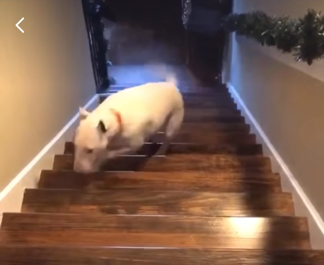 when can dogs use stairs