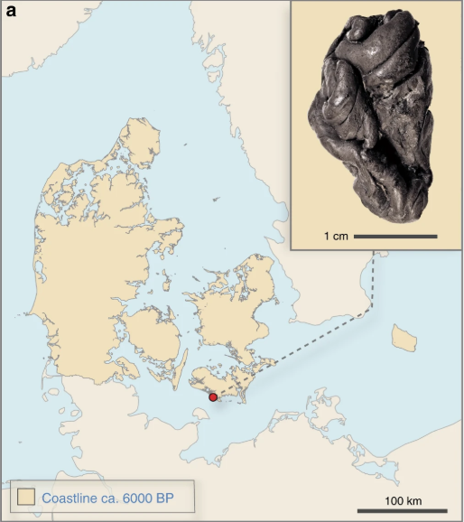 Ancient Chewing Gum - Human Genome - Archaeology News