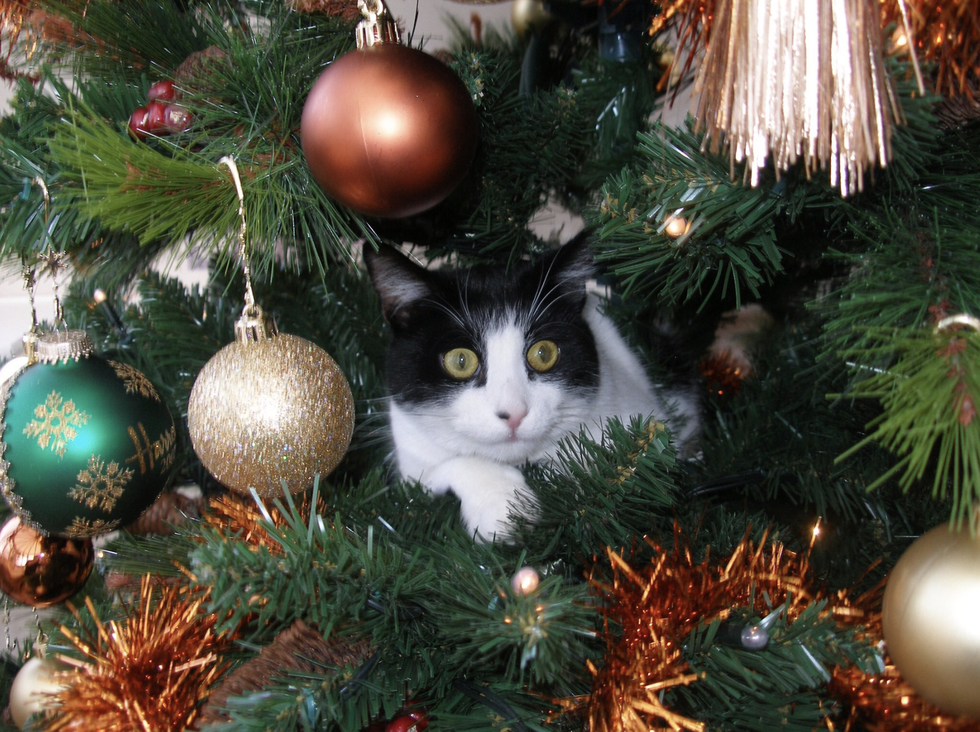Christmas tree, Christmas ornament, Christmas, Tree, Christmas decoration, Cat, Spruce, Fir, Whiskers, Felidae, 