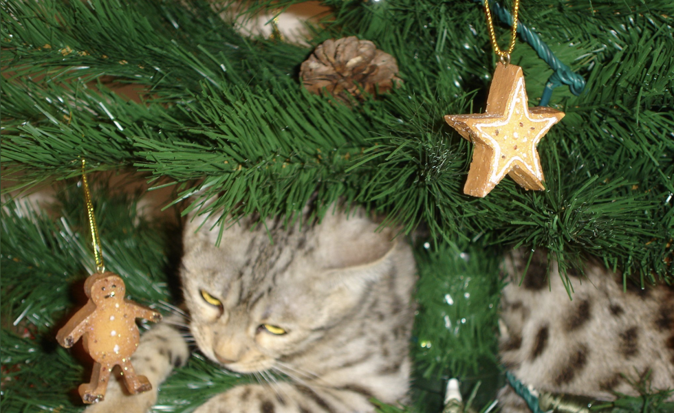 Christmas ornament, Cat, Felidae, Christmas tree, Holiday ornament, Small to medium-sized cats, Christmas, Tree, Whiskers, Christmas decoration, 