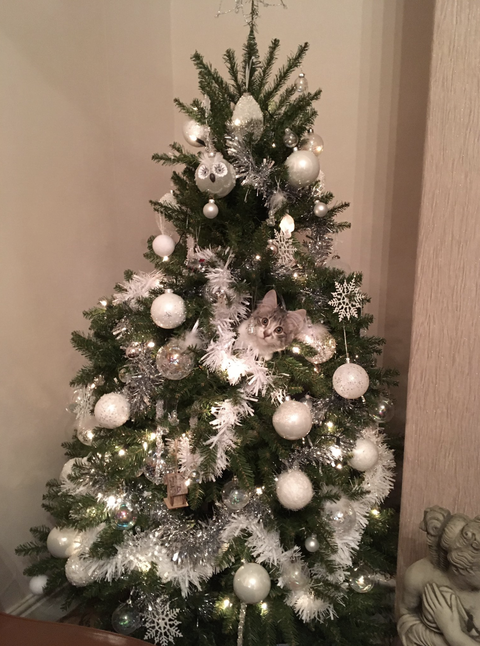 Christmas tree, Christmas decoration, Christmas, Colorado spruce, Christmas ornament, oregon pine, Tree, balsam fir, Branch, Spruce, 