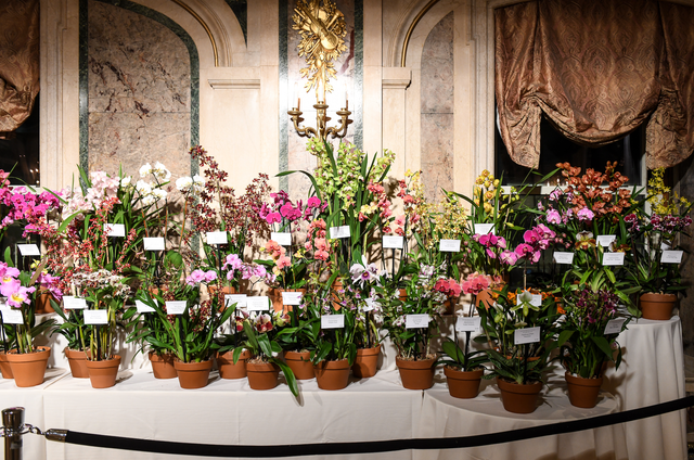 VERANDA Celebrates the Annual Orchid Dinner