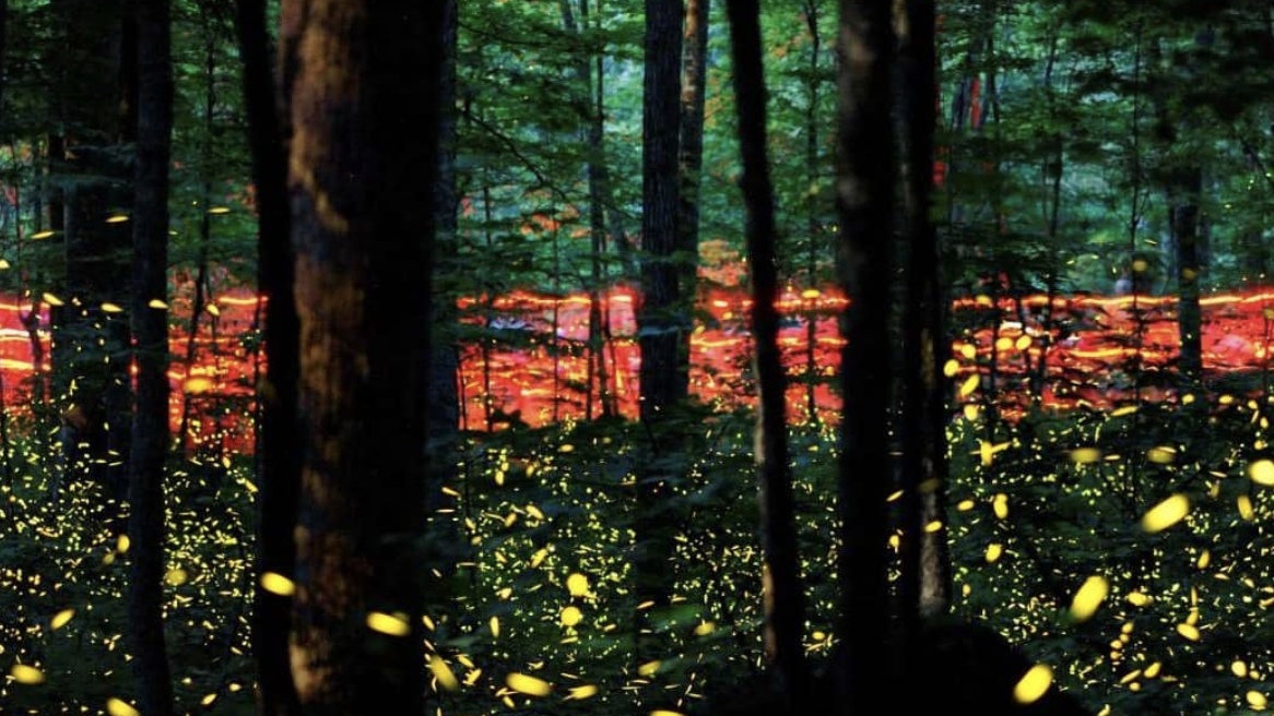 In the Great Smoky Mountains, fireflies have become a source of