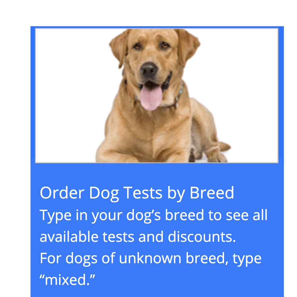 dog-dna-tests-breed-screening