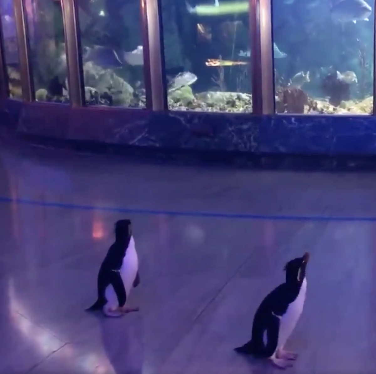 Watch Penguins Tour the Shedd Aquarium Video