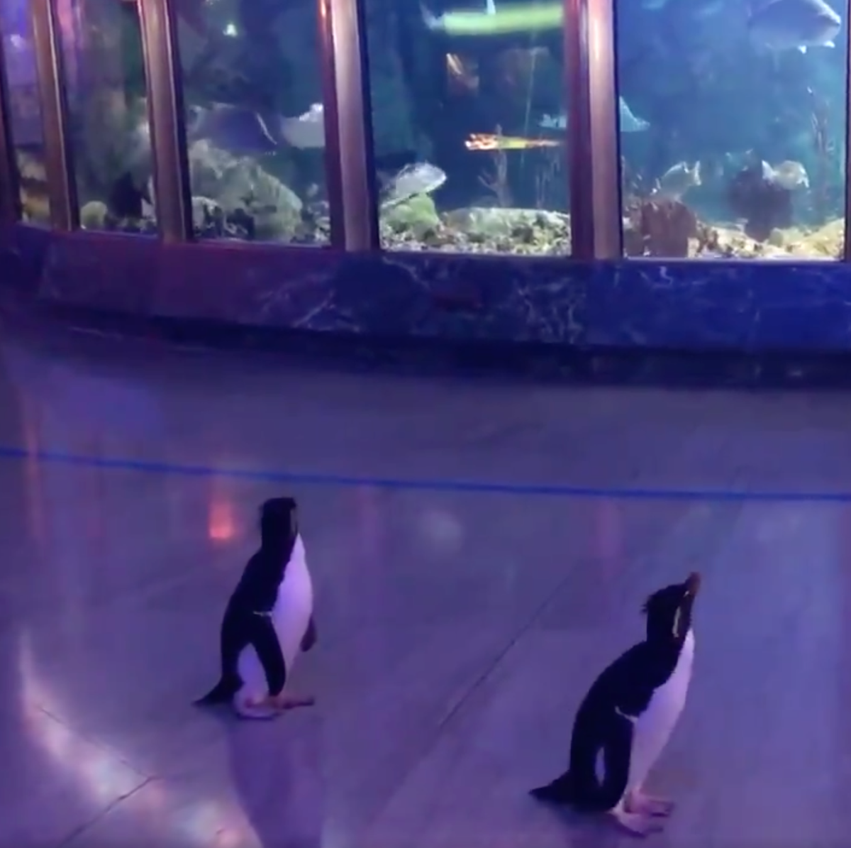 Watch Penguins Tour the Shedd Aquarium Video Watch Penguins Tour the Shedd Aquarium Video