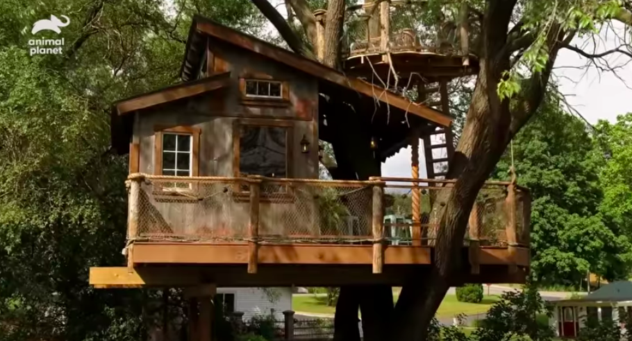 Tree house, House, Tree, Jungle, Log cabin, Building, Cottage, Tree stand, Outdoor structure, Shack, 