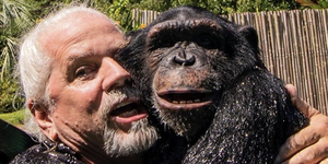 Common chimpanzee, Primate, Snout, Photography, Wildlife, Smile, 