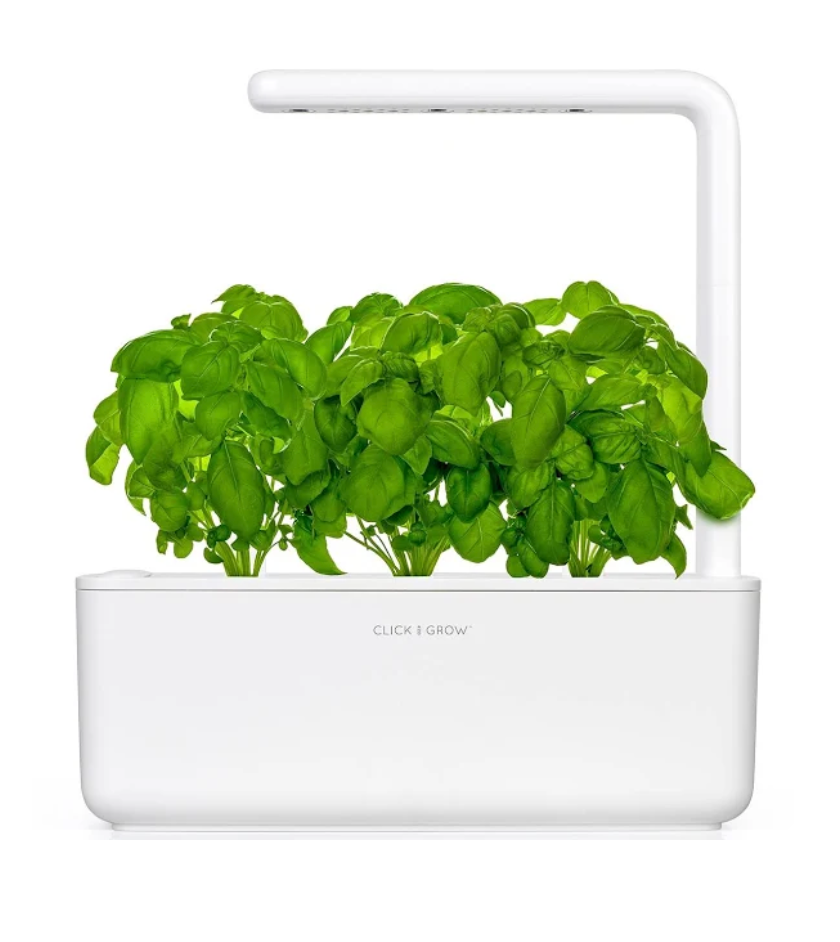Green, Leaf, Plant, Flowerpot, Herb, Basil, Flower, Vegetable, Rectangle, Annual plant, 
