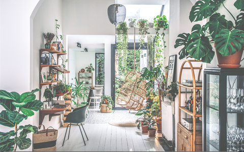 wild interiors beautiful plants for beautiful spaces