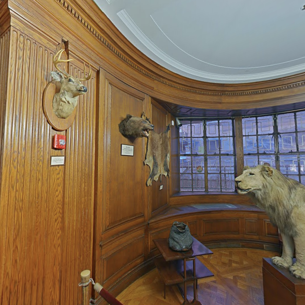 round room with taxidermied lion