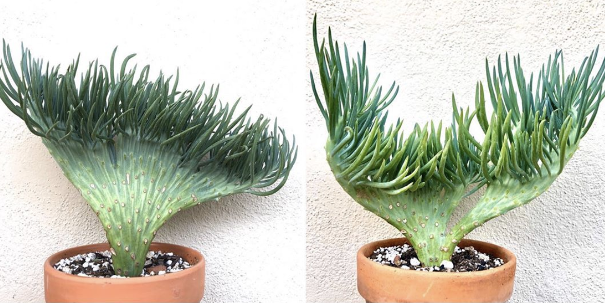 Mermaid Tail Succulents Are a Thing and They’re Magical