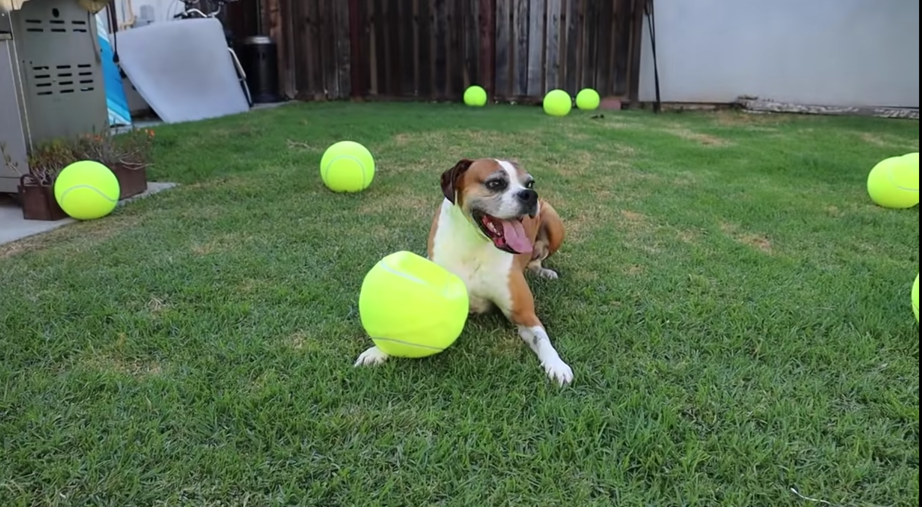 8 Toys French Bulldogs Go Crazy For - Rocky Kanaka