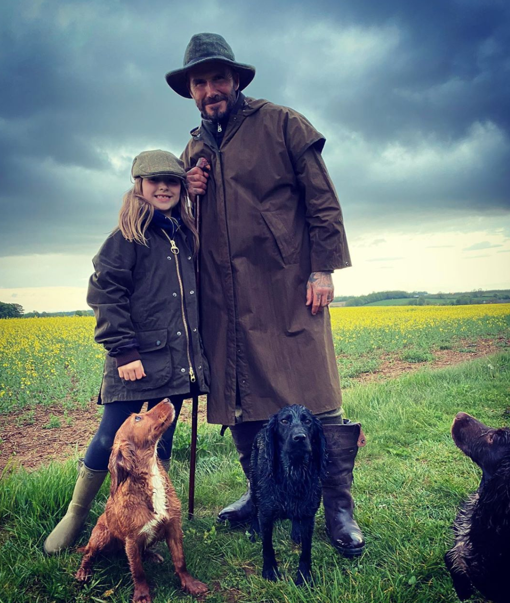 Swaddled by David Beckham in a £5,000 blanket – does this dog have the  dream life?, Fashion