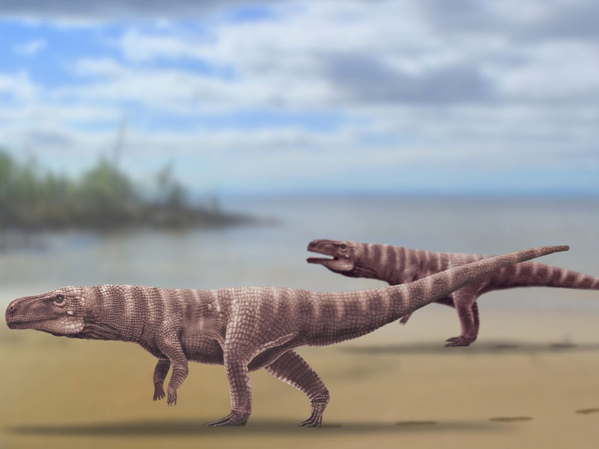 Prehistoric Crocodiles Might Have Walked on Two Legs