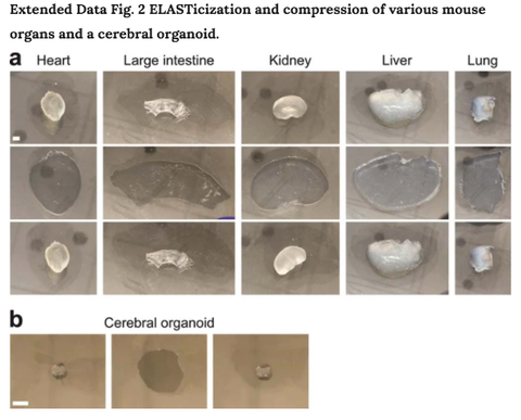 a compression of elasticized mouse organs samples were manually compressed between two glass plates the experiment was not repeated b compression of an elasticized cerebral organoid scale bars, 5 mm experiment was repeated two times with similar results