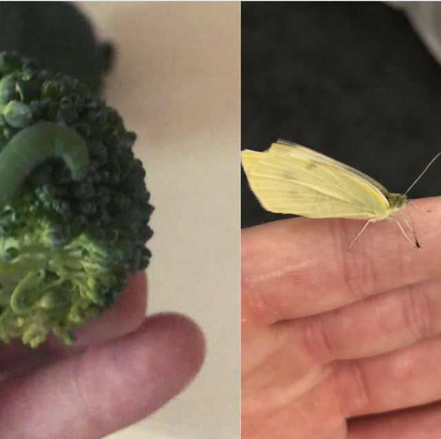 This Man Found Caterpillars In His Groceries But Kept Them As Pets