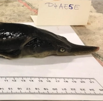 a sturgeonpaddlefish hybrid