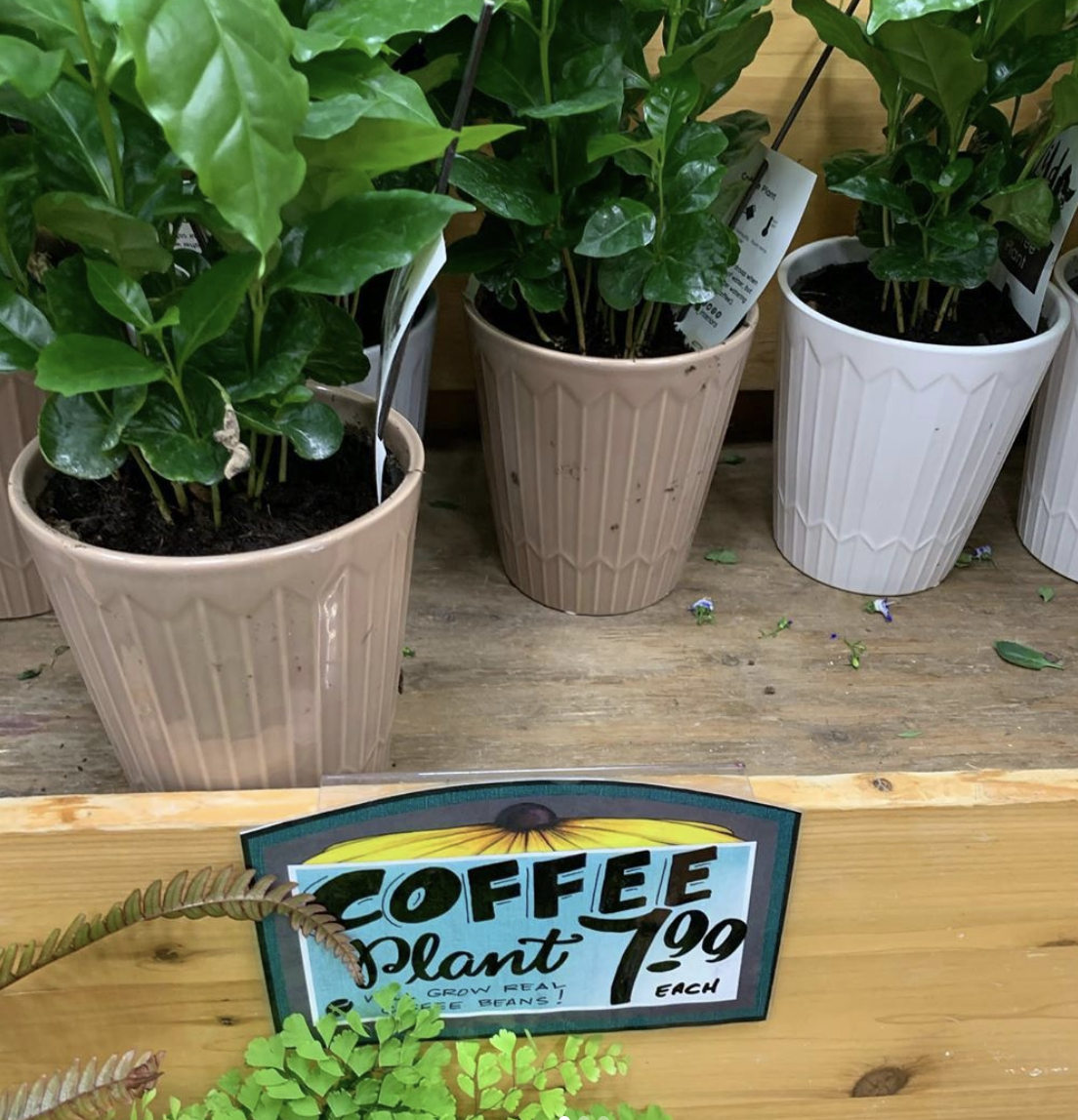 Trader Joe's Is Coffee Plants for $8