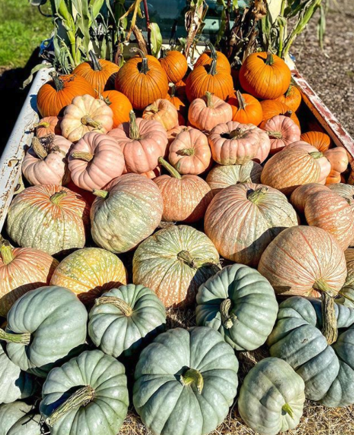 15 Best Pumpkin Patches 2020 - Top Pumpkin Farms In America