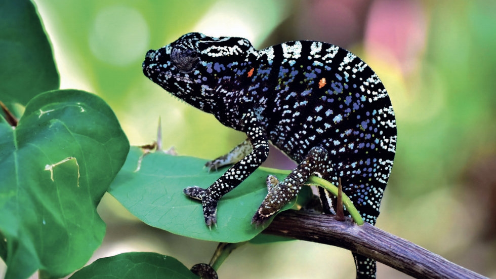 Newly described chameleon from Madagascar may be world's smallest