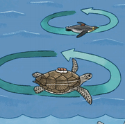marine animals swimming in circles