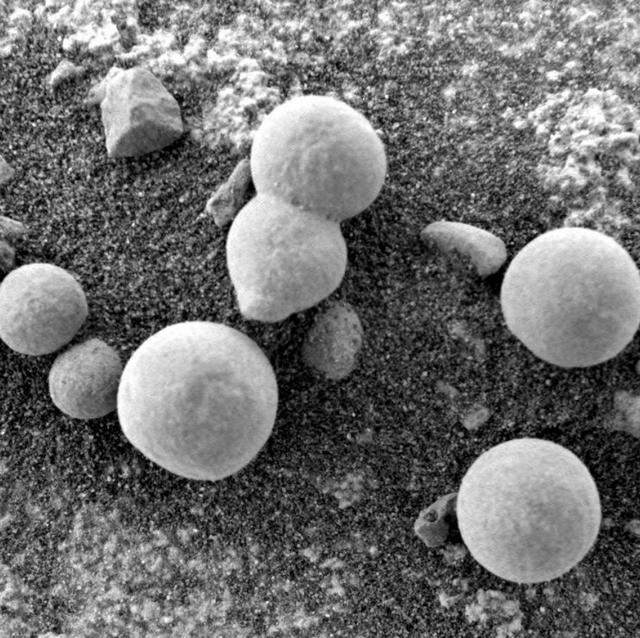 fungi like objects on mars