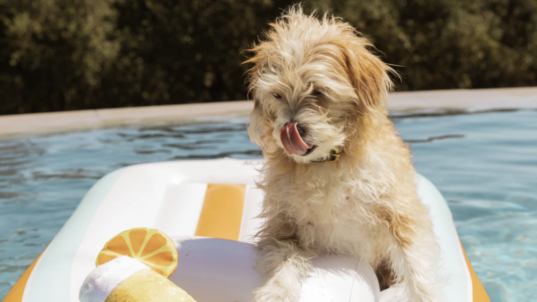 1061px x 597px - Dog Pool Floats Exist - 8 Cool Pool Floats for Dogs