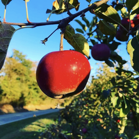 best apple farms