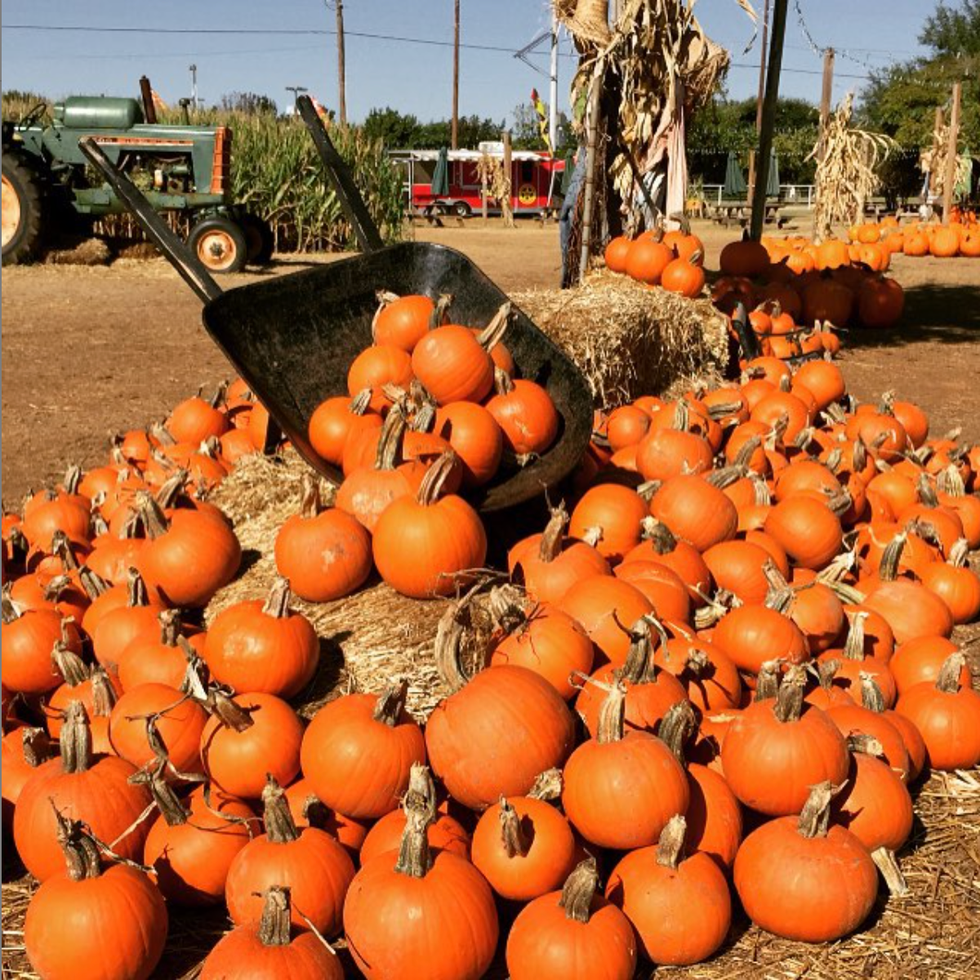best pumpkin farms