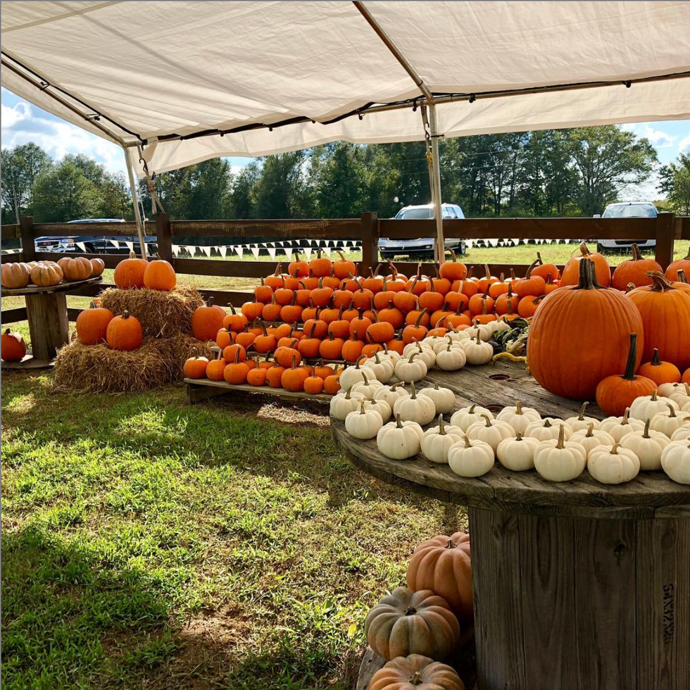 Best Pumpkin Farms Near Me — Top Pumpkin Farms Near Me To Visit In 