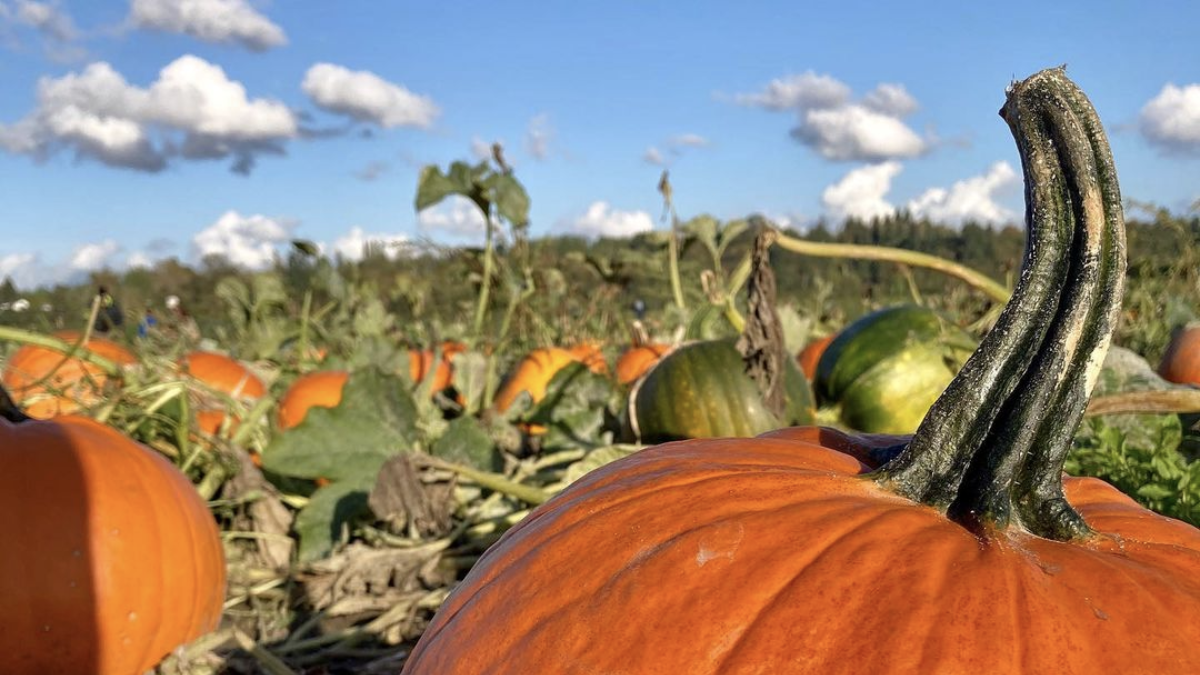 Pumpkin Patches Near Las Vegas: 7 Locations for Some Fall Fun