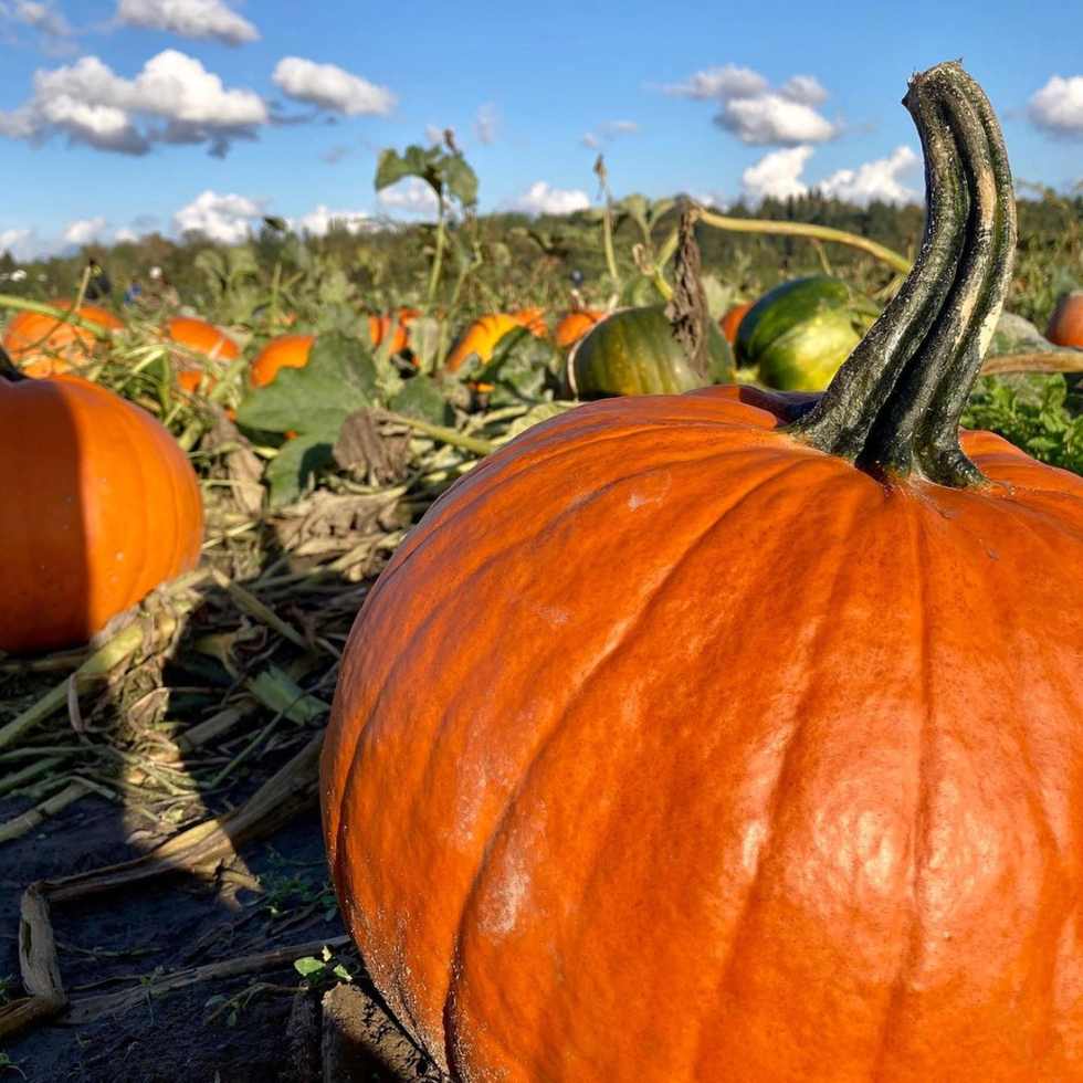 best pumpkin farms