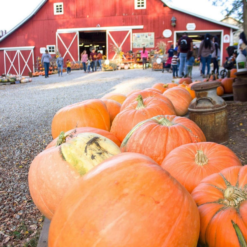 best pumpkin farms