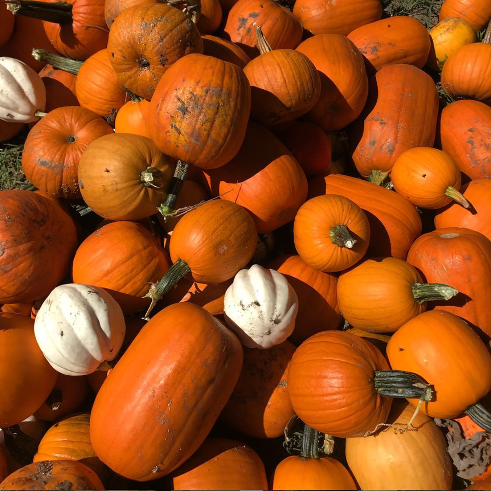 best pumpkin farms