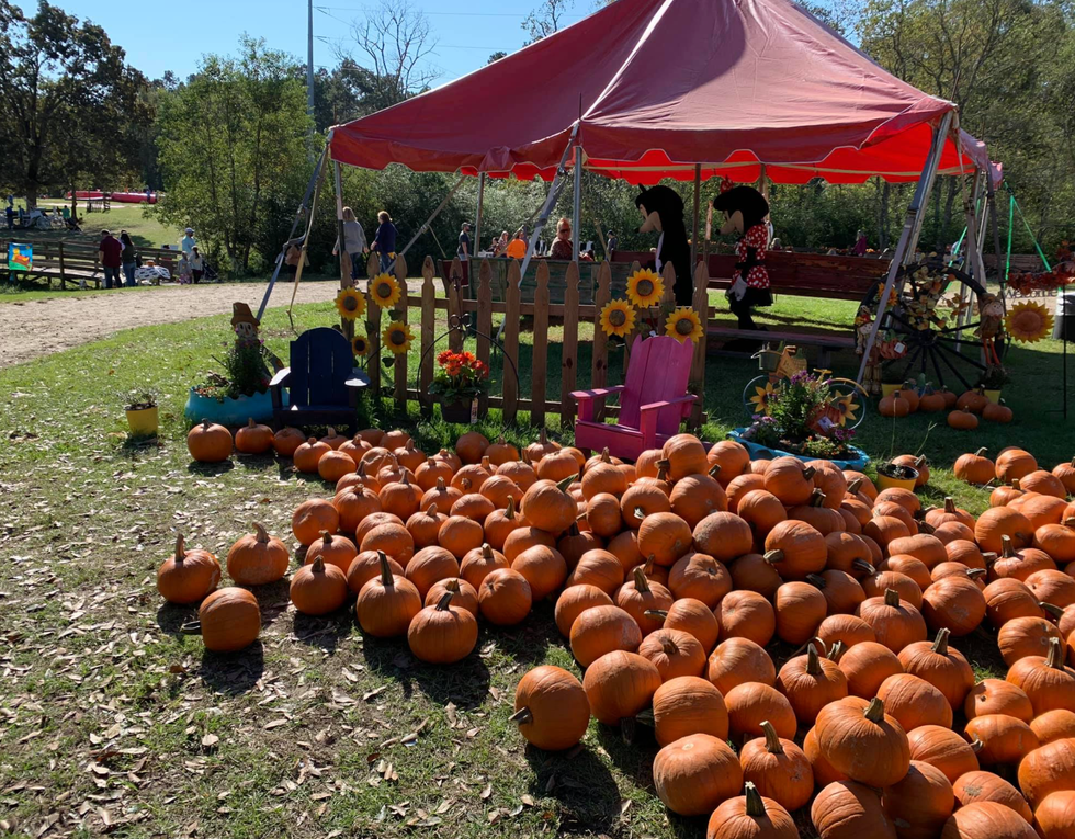 Best Pumpkin Farms Near Me — Top Pumpkin Farms Near Me To Visit In 