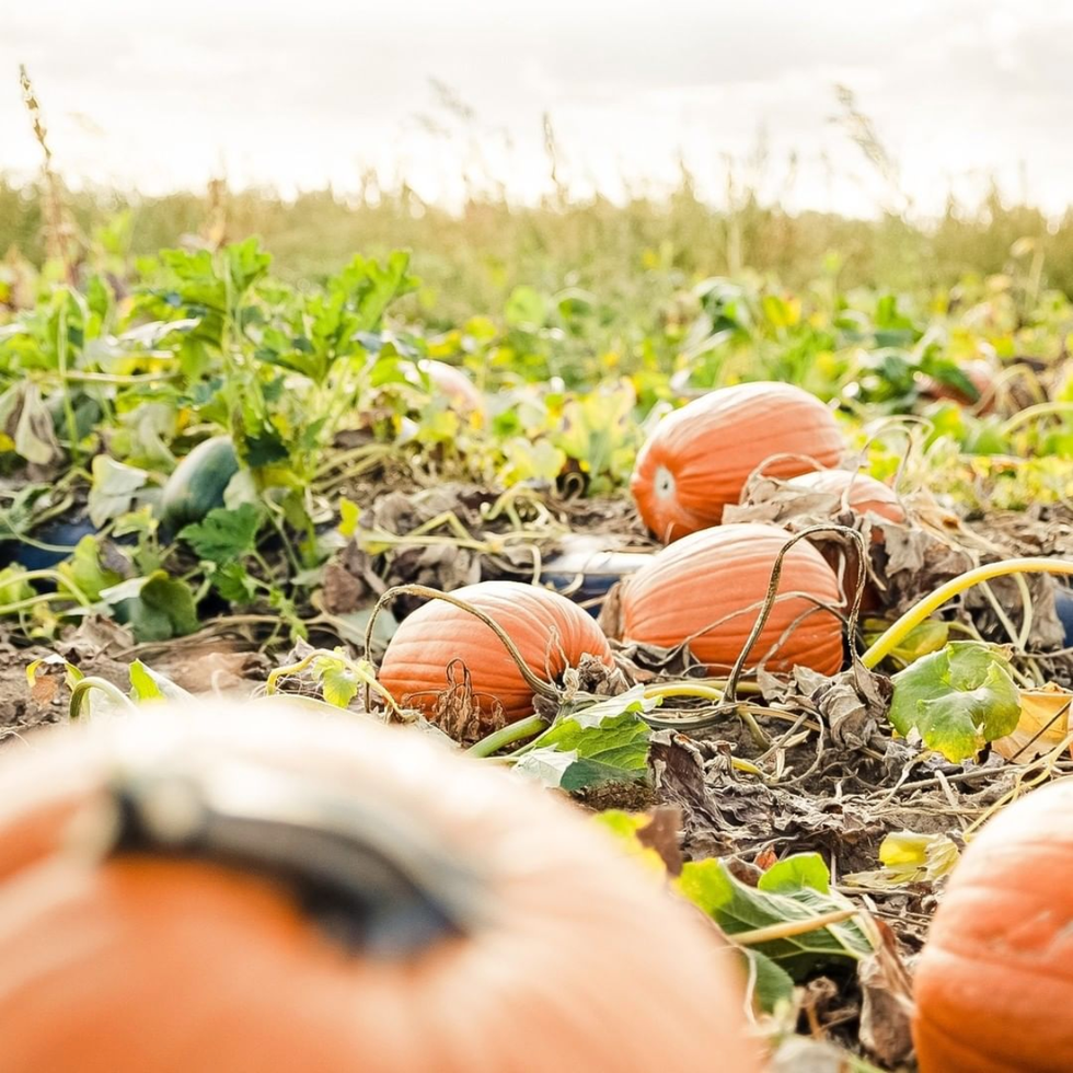 best pumpkin farms