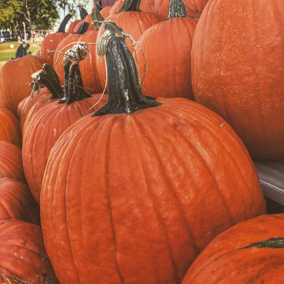 best pumpkin farm