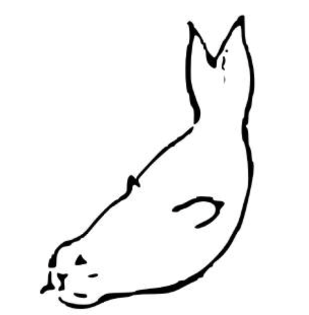 donkey seal optical illusion