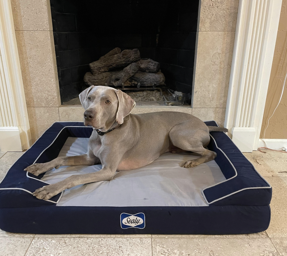 sealy dog bed with the author's large gray dog on it