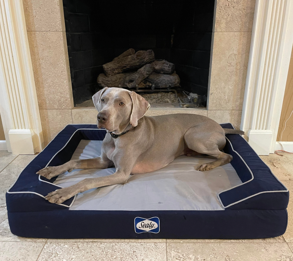 sealy dog bed with the author's large gray dog on it