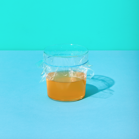 fruit fly traps diy apple cider vinegar and plastic wrap