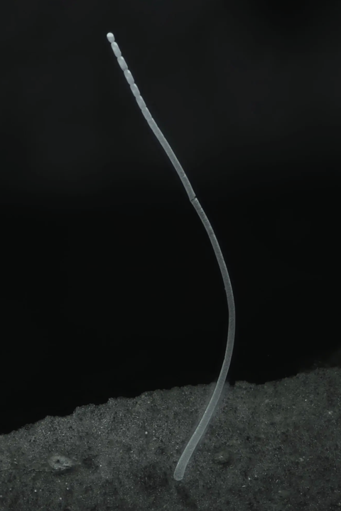 single filament of ca thiomargarita magnifica
