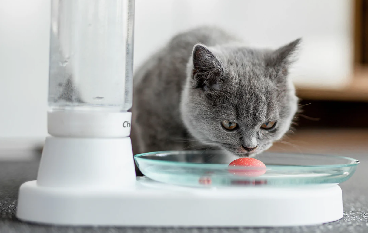 8 Best Cat Water Fountains of 2023 