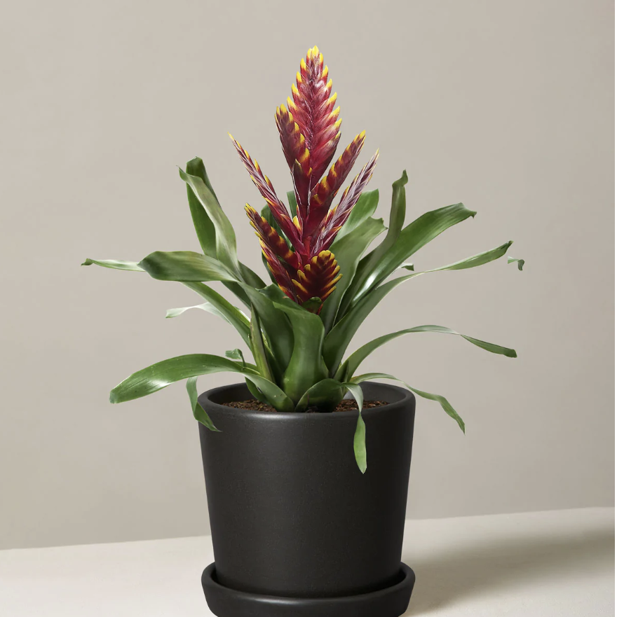air purifying plants the sill bromeliad vriesea vogue