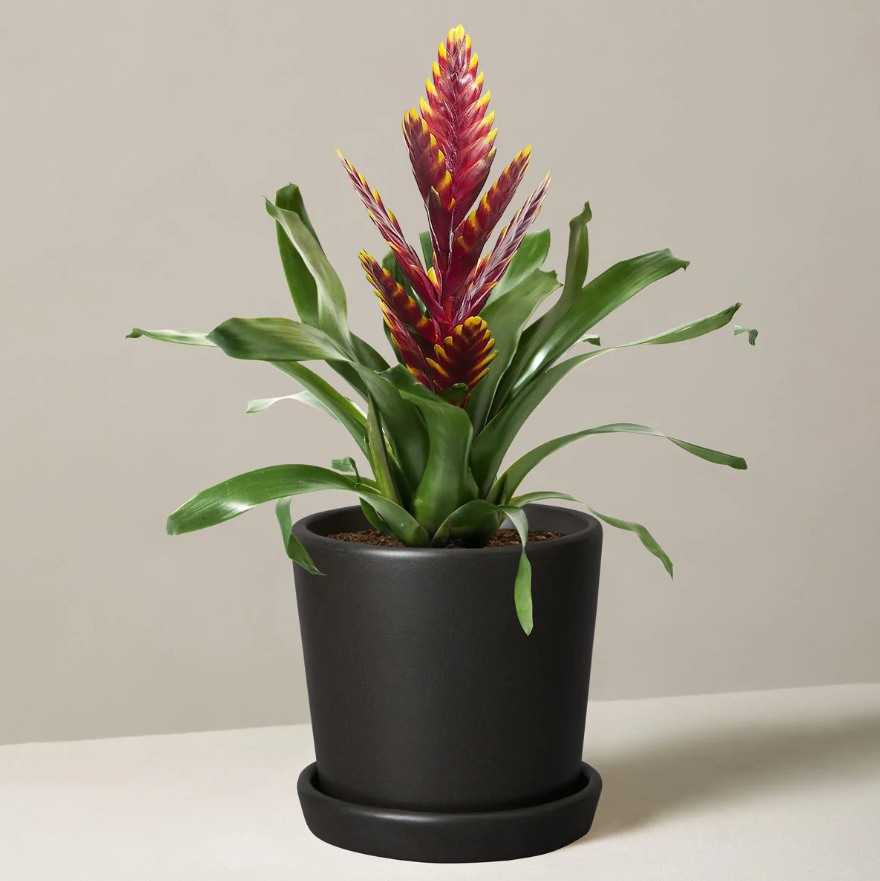 plantas purificadoras de aire The Sill Bromeliad Vriesea Vogue plantas purificadoras de aire the sill bromelia vriesea vogue