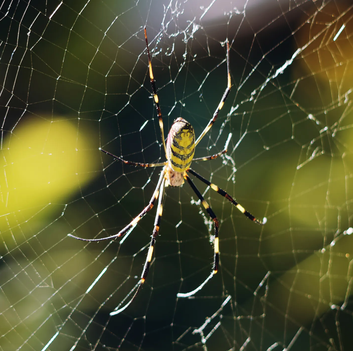 These Badass Spiders Weave Such Sturdy Webs That Even Birds Can Sit on Them