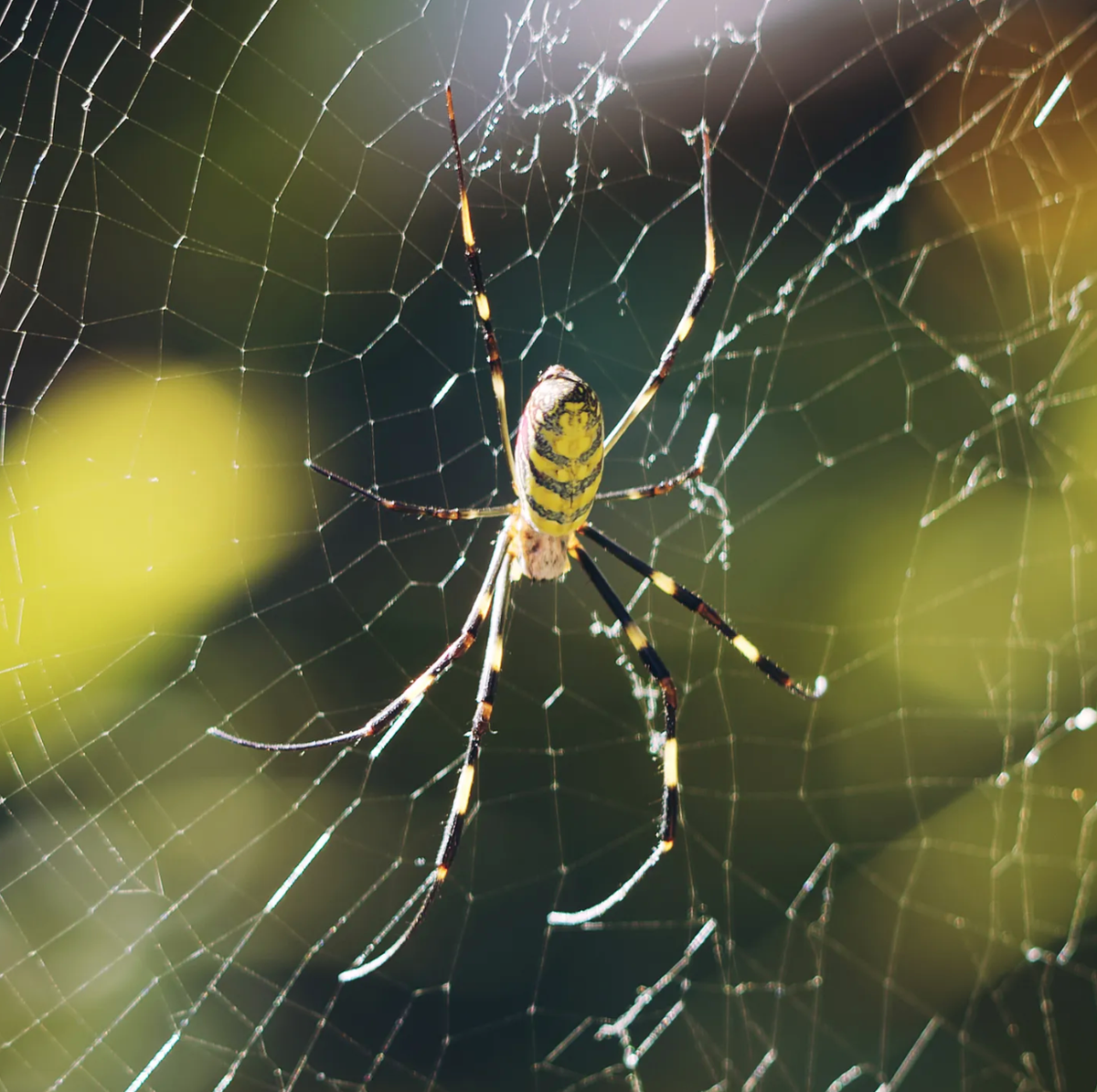 World's Strongest Spider Web: Invasive Joro Spider Facts